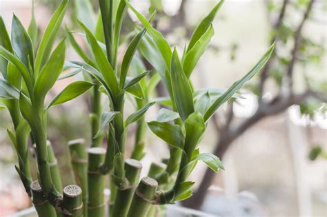 家中種桃花|風水植物｜不只富貴竹！7款招財/招桃花植物推介+不 